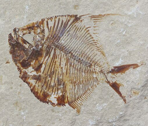 Fossil Fish (Pos/Neg) - Hakel, Lebanon #70437